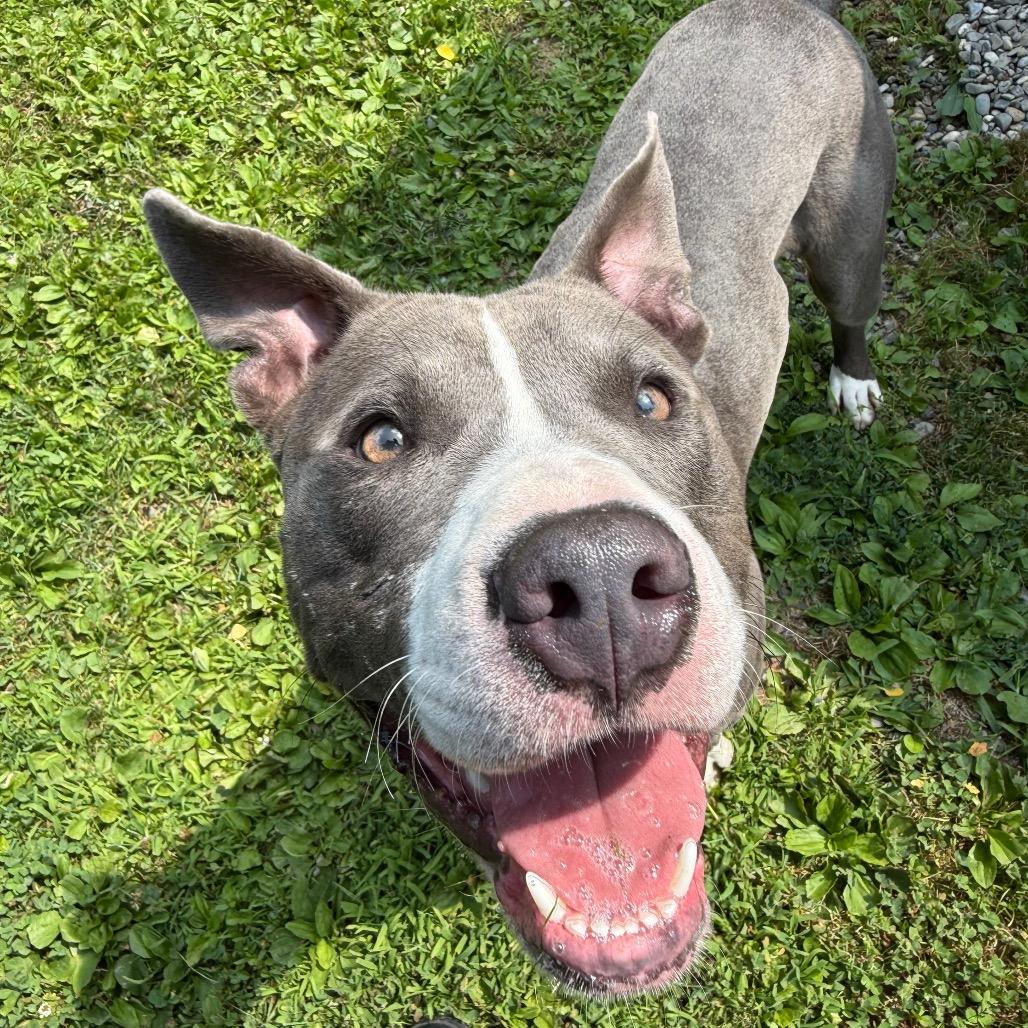 Enlarge Linkedin, a Adoptable Mixed Breed in Bangall, NY image 4/6