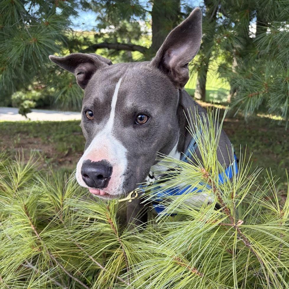 Enlarge Linkedin, a Adoptable Mixed Breed in Bangall, NY image 5/6