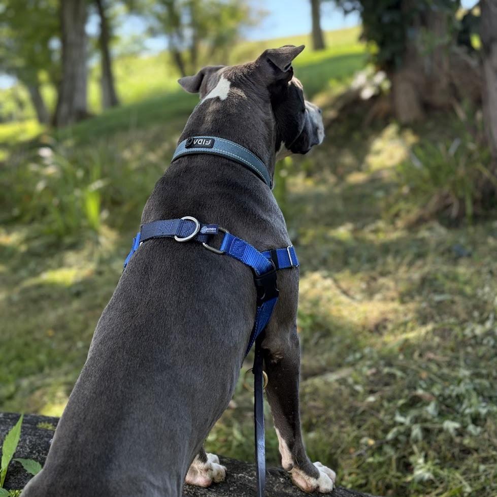 Enlarge Linkedin, a Adoptable Mixed Breed in Bangall, NY image 6/6