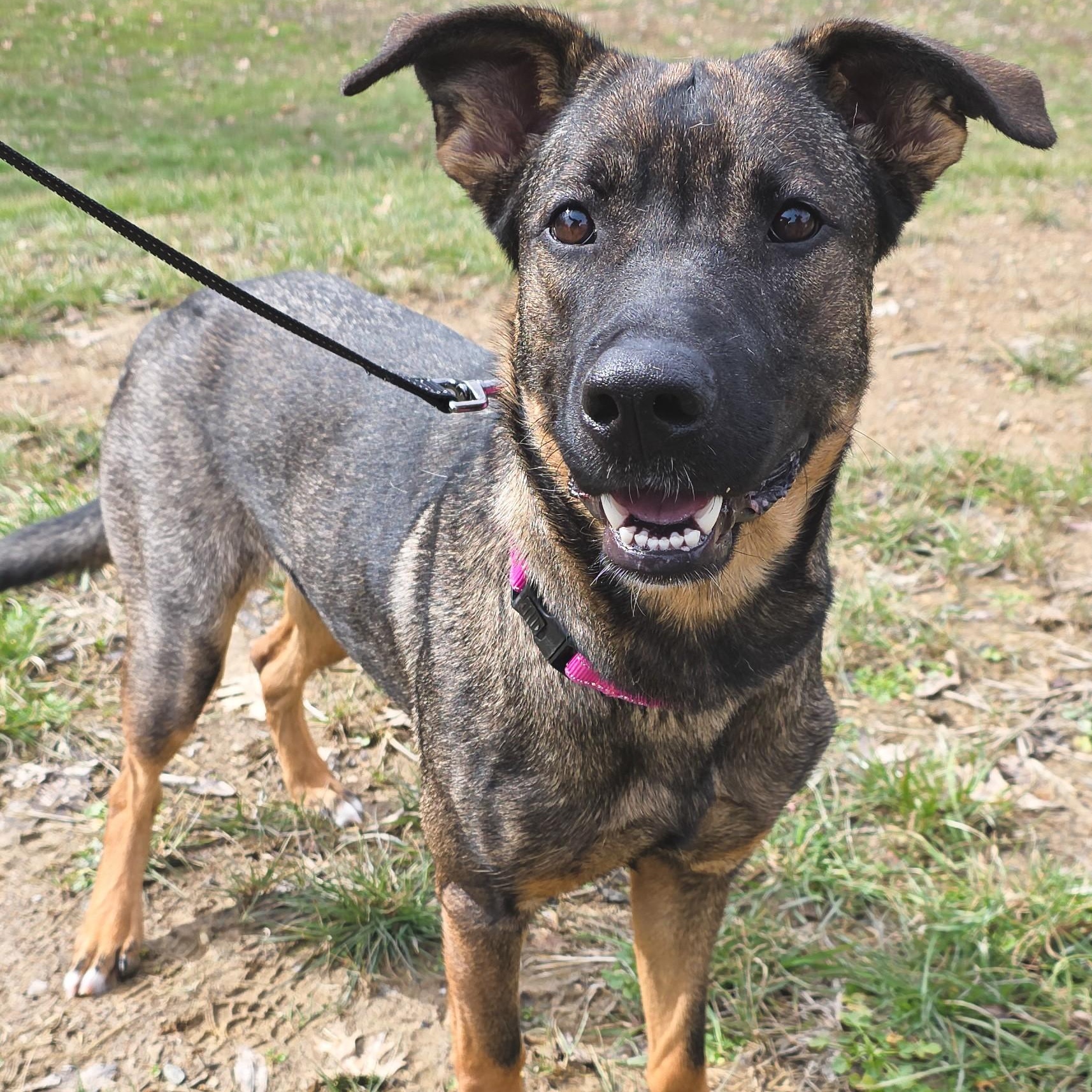 Marie Louise, a ADOPTABLE mixed breed in Shepherdsville, KY image 2/2