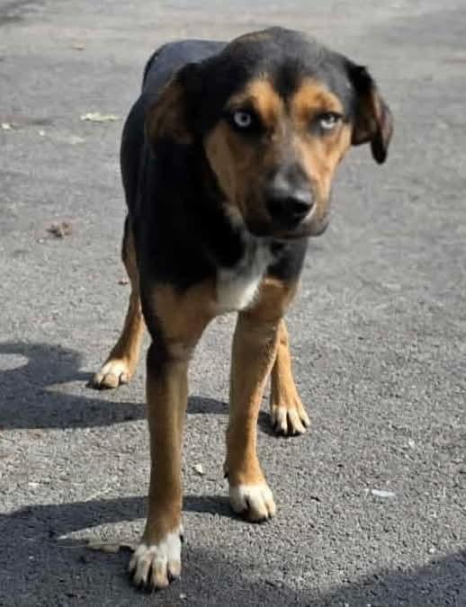 Enlarge Jethrow, a Adoptable mixed breed in Westwood, NJ image 2/3