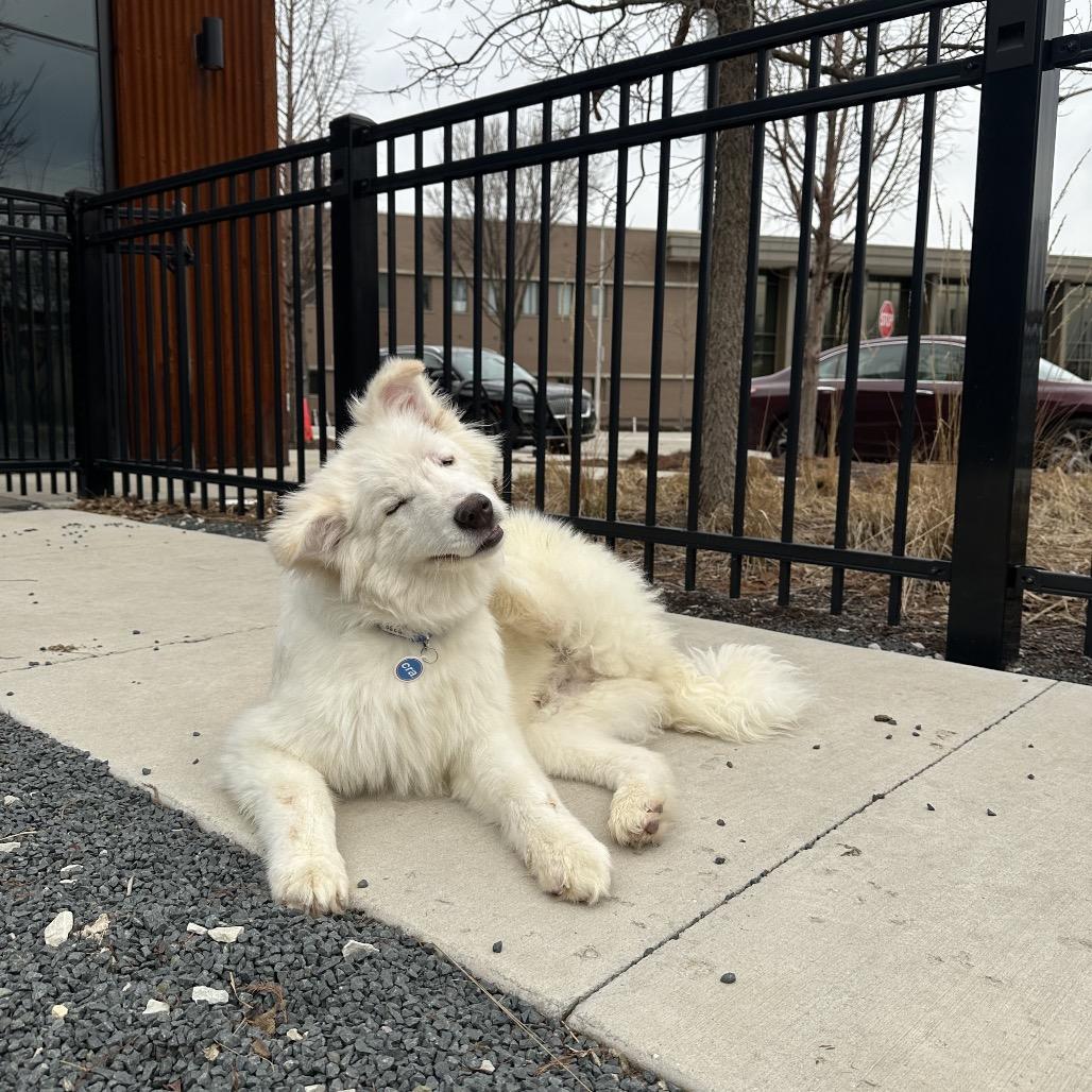 Enlarge Ralphie, a ADOPTABLE Mixed Breed in Chicago, IL image 1/2