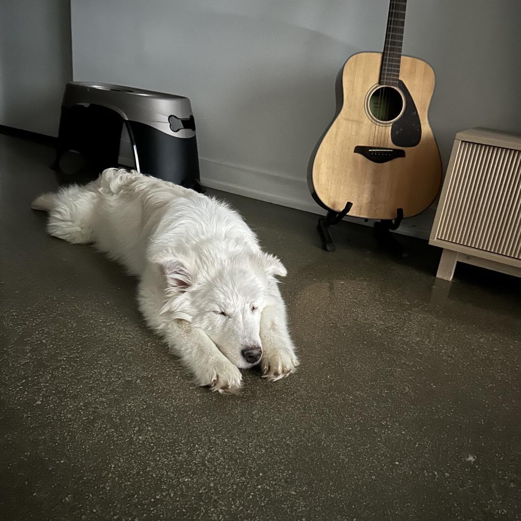 Enlarge Ralphie, a ADOPTABLE Mixed Breed in Chicago, IL image 2/2