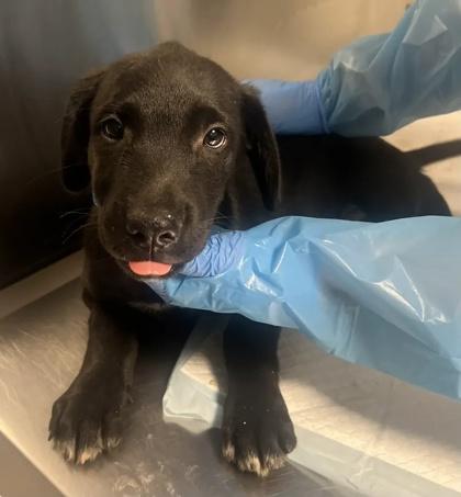 Wizard Kelly, Adoptable, Puppy Male Shepherd & Labrador Retriever.