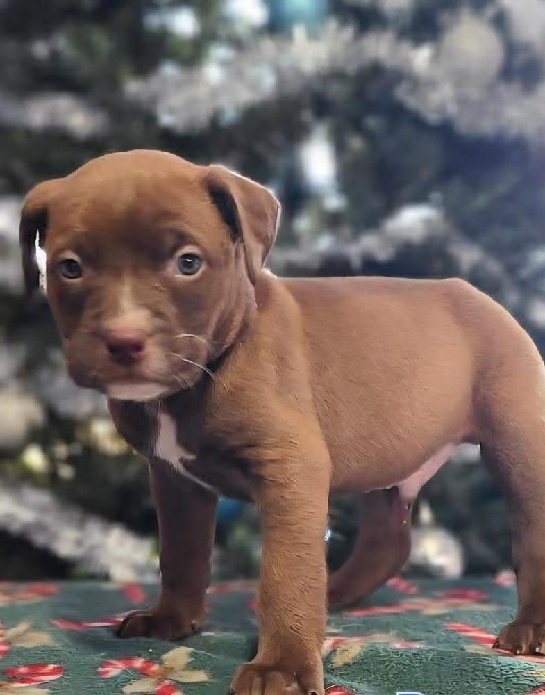 Kinston, Adoptable, Puppy Male Mixed Breed.