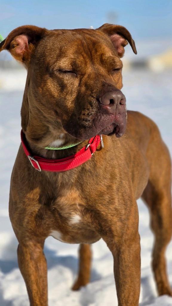 Enlarge Red, a Adopted Pit Bull Terrier in Huntington, IN image 1/2