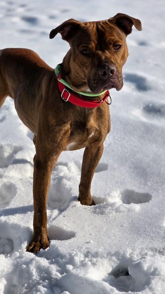 Enlarge Red, a Adopted Pit Bull Terrier in Huntington, IN image 2/2