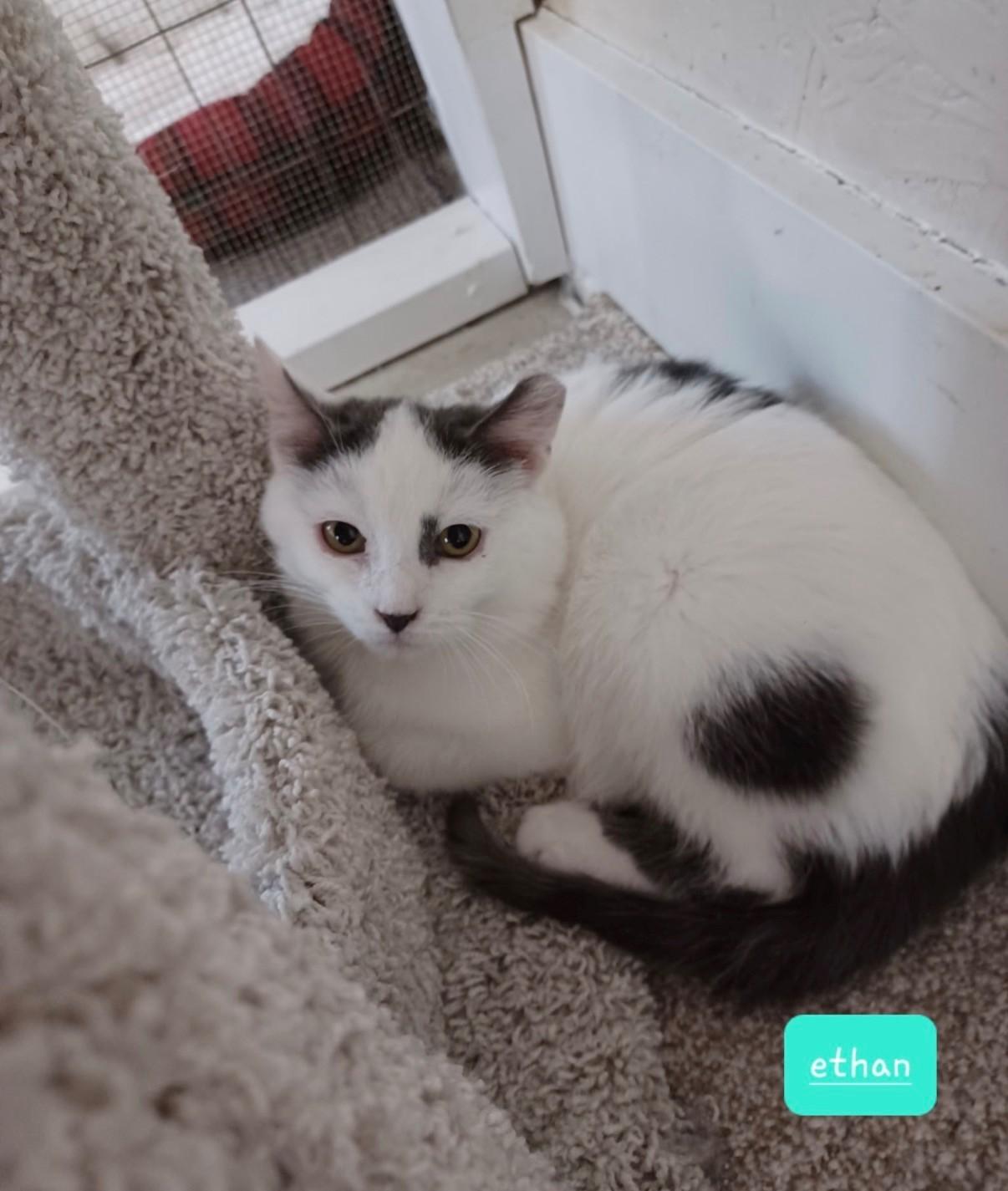 Ethan, adopted, Young Male Domestic Short Hair.