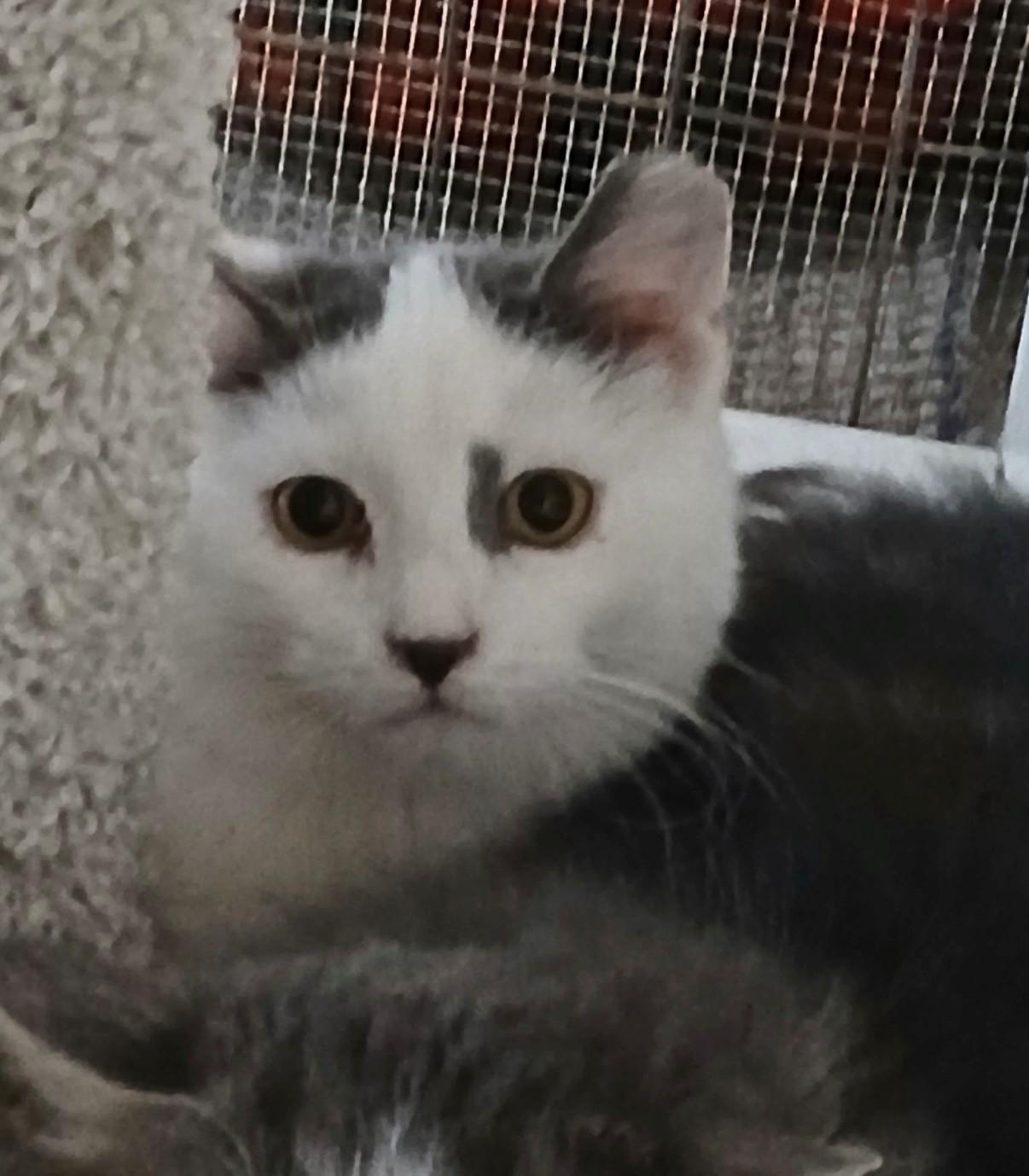 Enlarge Ethan, an adopted Domestic Short Hair in Walworth, WI image 2/2