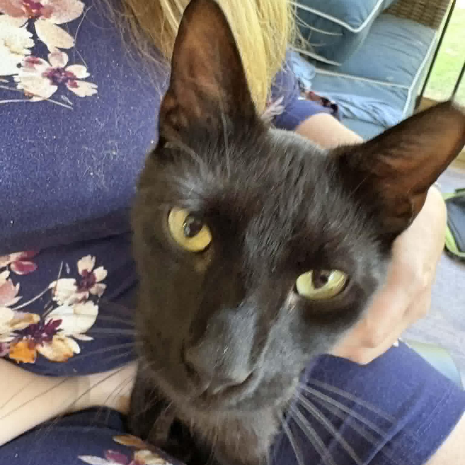 Spicy Frick, Adoptable, Young Female Domestic Short Hair.