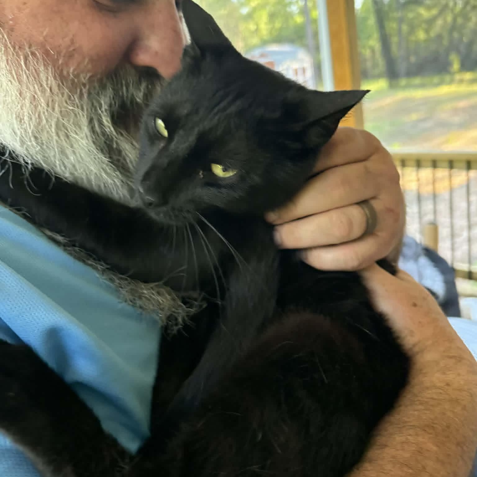 Enlarge Spicy Frick, a Adoptable Domestic Short Hair in LITTLE MOUNTAIN, SC image 2/3