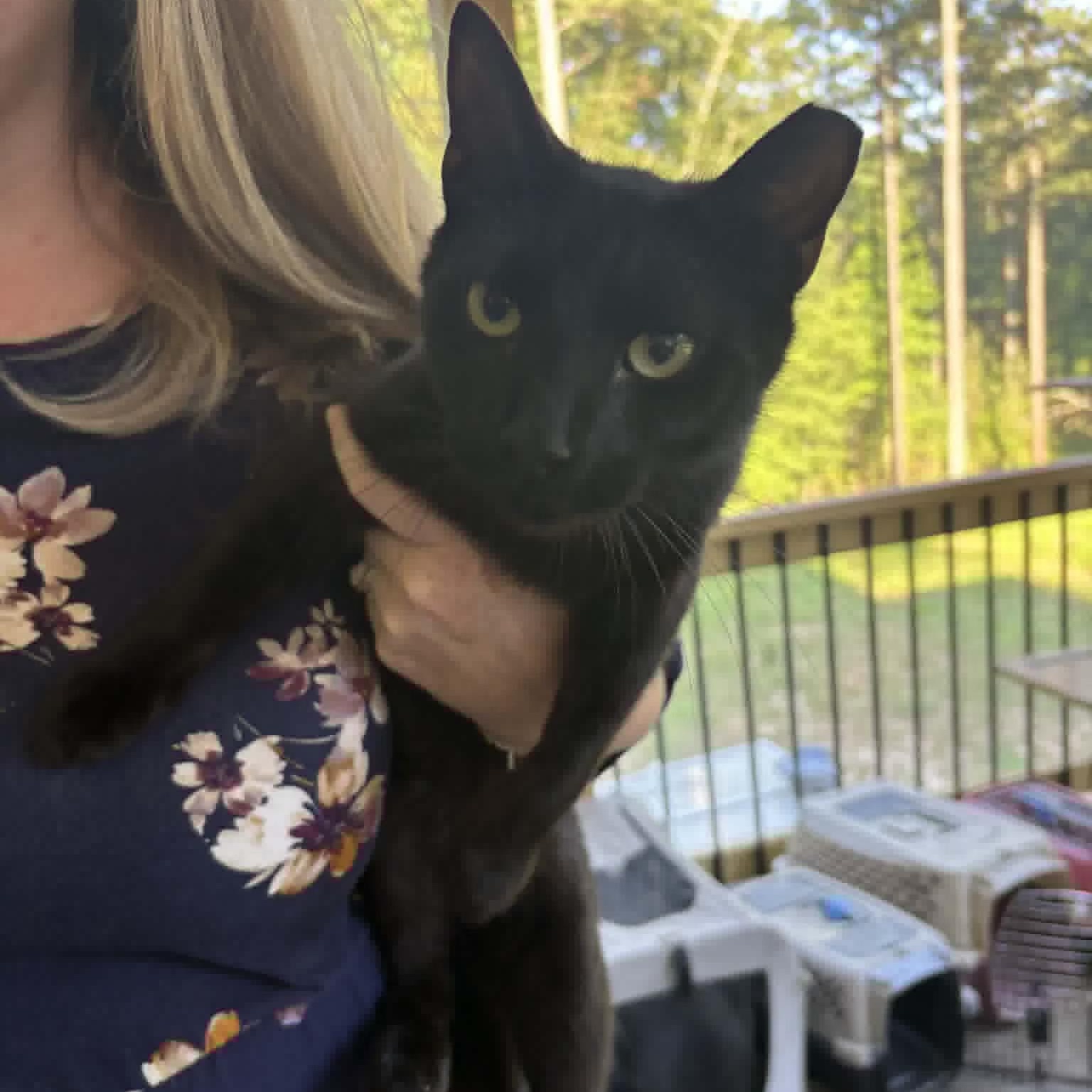 Enlarge Spicy Frick, a Adoptable Domestic Short Hair in LITTLE MOUNTAIN, SC image 3/3