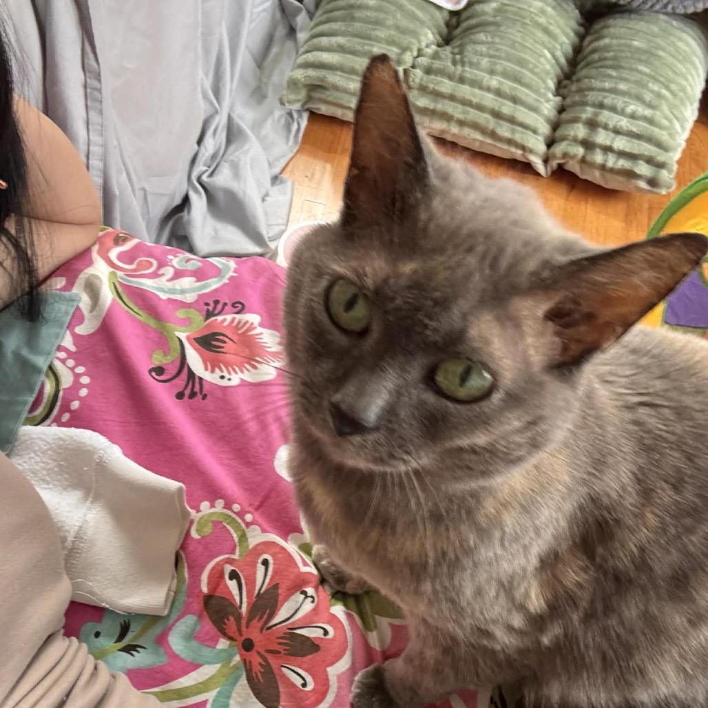 Macy, Adoptable, Senior Female Domestic Short Hair.
