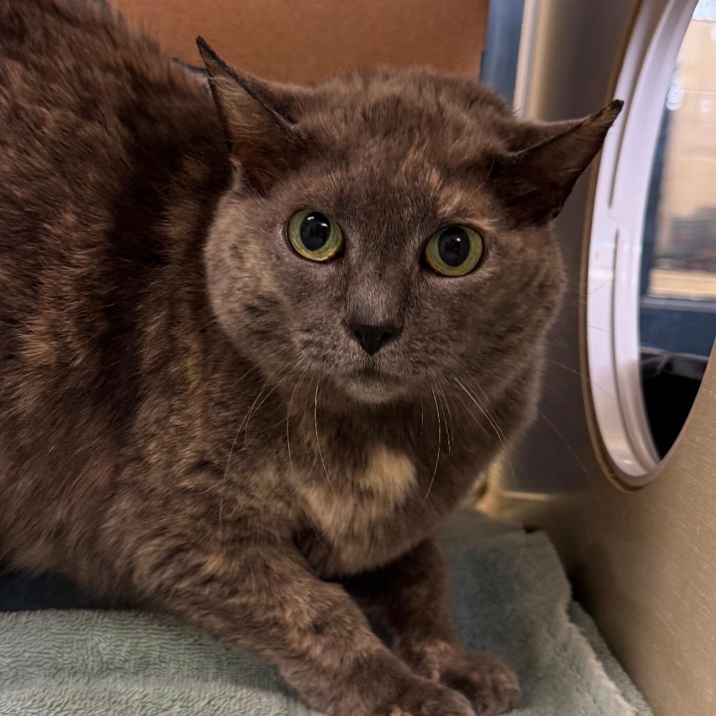 Macy, Adoptable, Senior Female Domestic Short Hair.