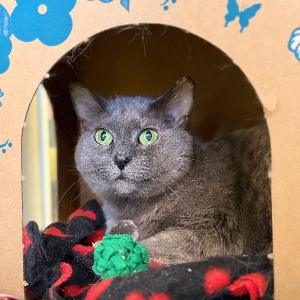 Enlarge Macy, a Adoptable Domestic Short Hair in West Olive, MI image 2/6