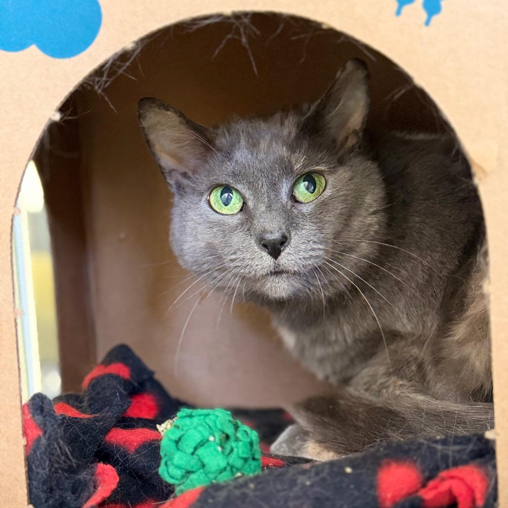 Enlarge Macy, a Adoptable Domestic Short Hair in West Olive, MI image 3/6