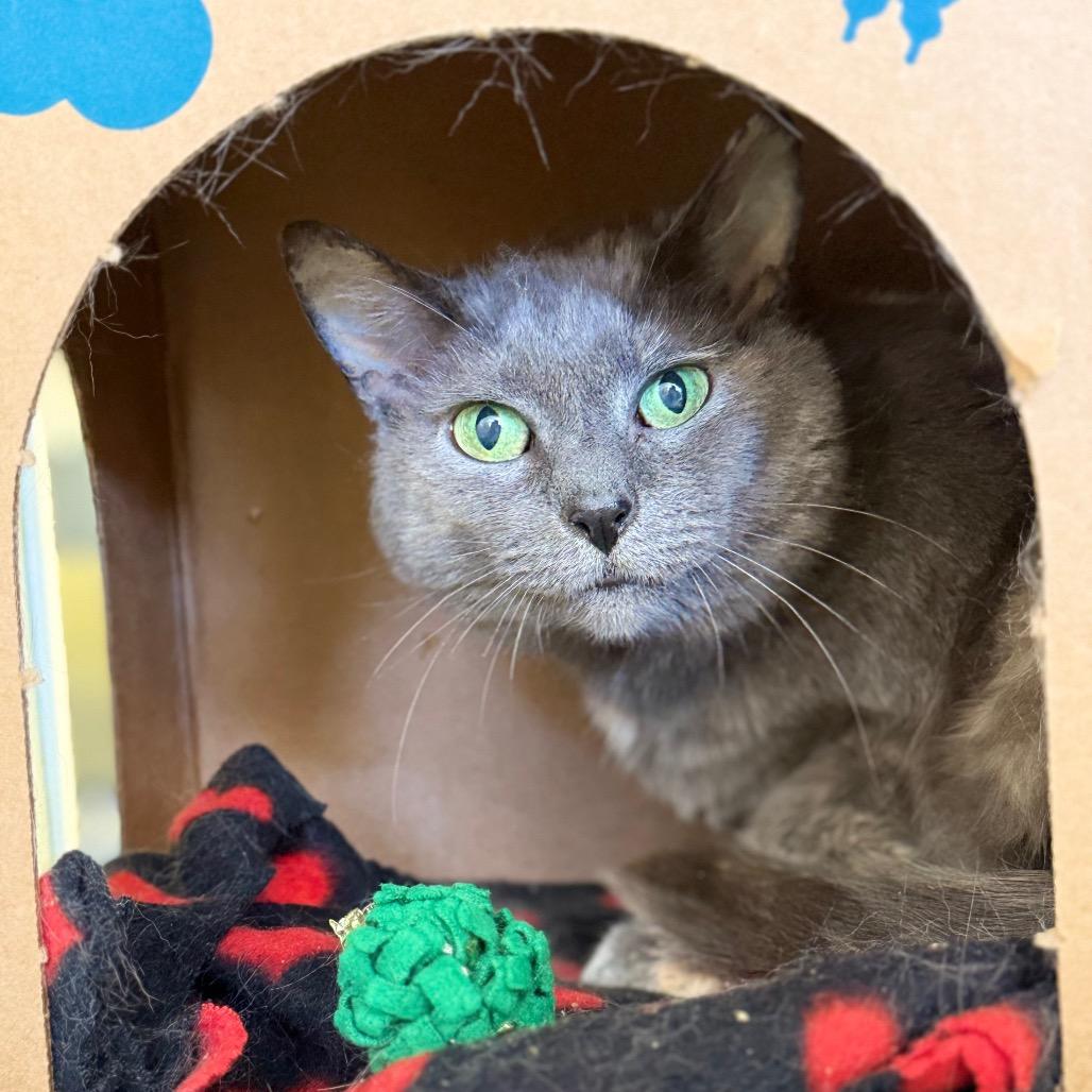 Enlarge Macy, a Adoptable Domestic Short Hair in West Olive, MI image 4/6