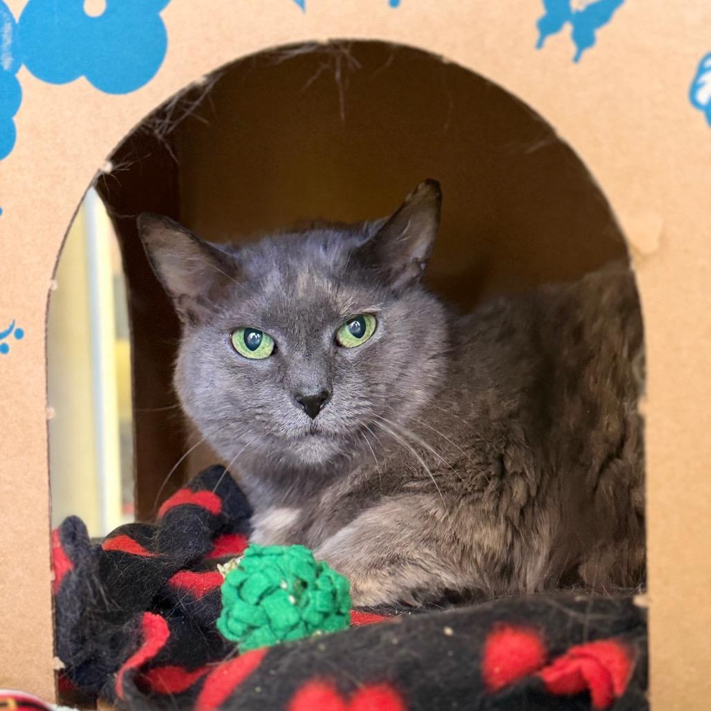 Enlarge Macy, a Adoptable Domestic Short Hair in West Olive, MI image 5/6