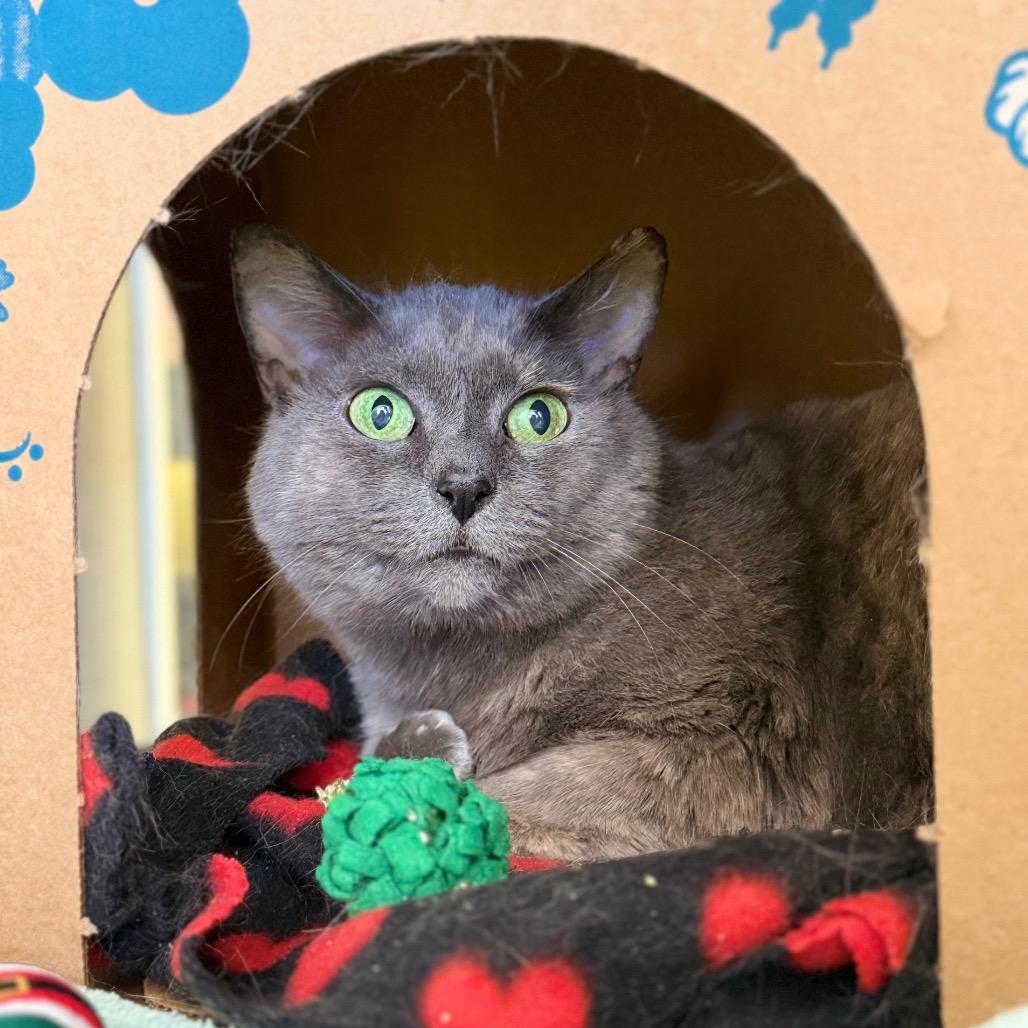 Enlarge Macy, a Adoptable Domestic Short Hair in West Olive, MI image 6/6