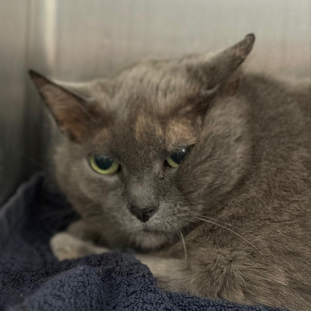 Enlarge Macy, a Adoptable Domestic Short Hair in West Olive, MI image 6/6