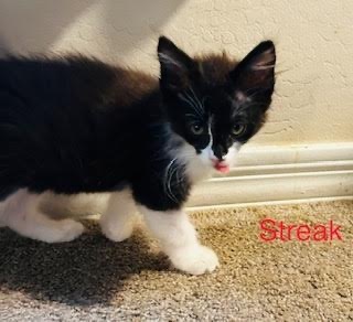 Streak, Adopted, Kitten Male Maine Coon.