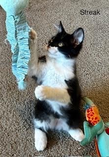 Streak, a Adopted Maine Coon in Mesa, AZ image 2/3