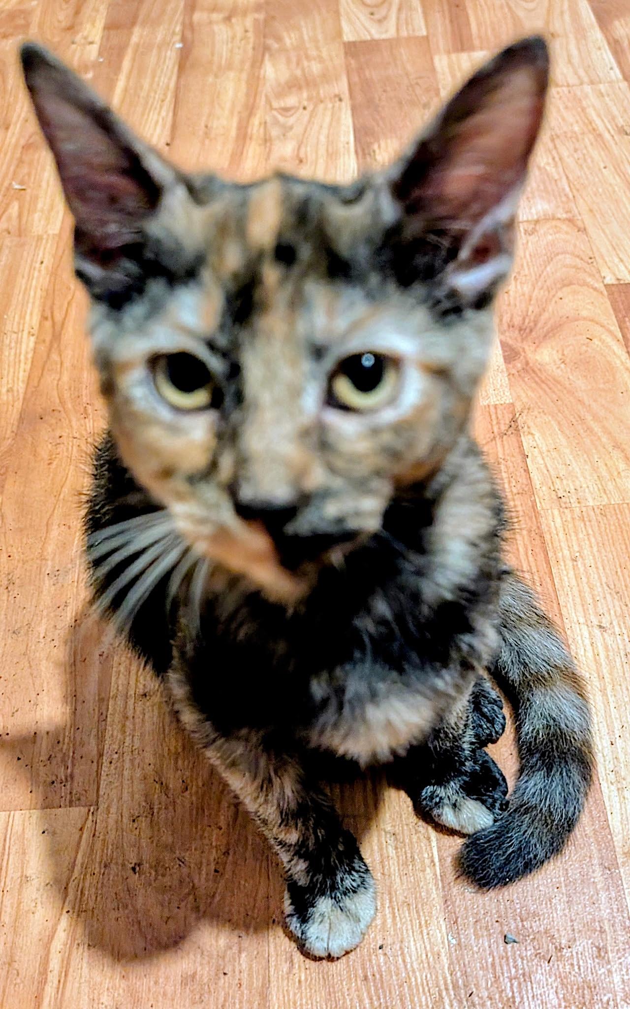 Enlarge Sweetie, an adopted American Shorthair in Shelbyville, TN image 2/2