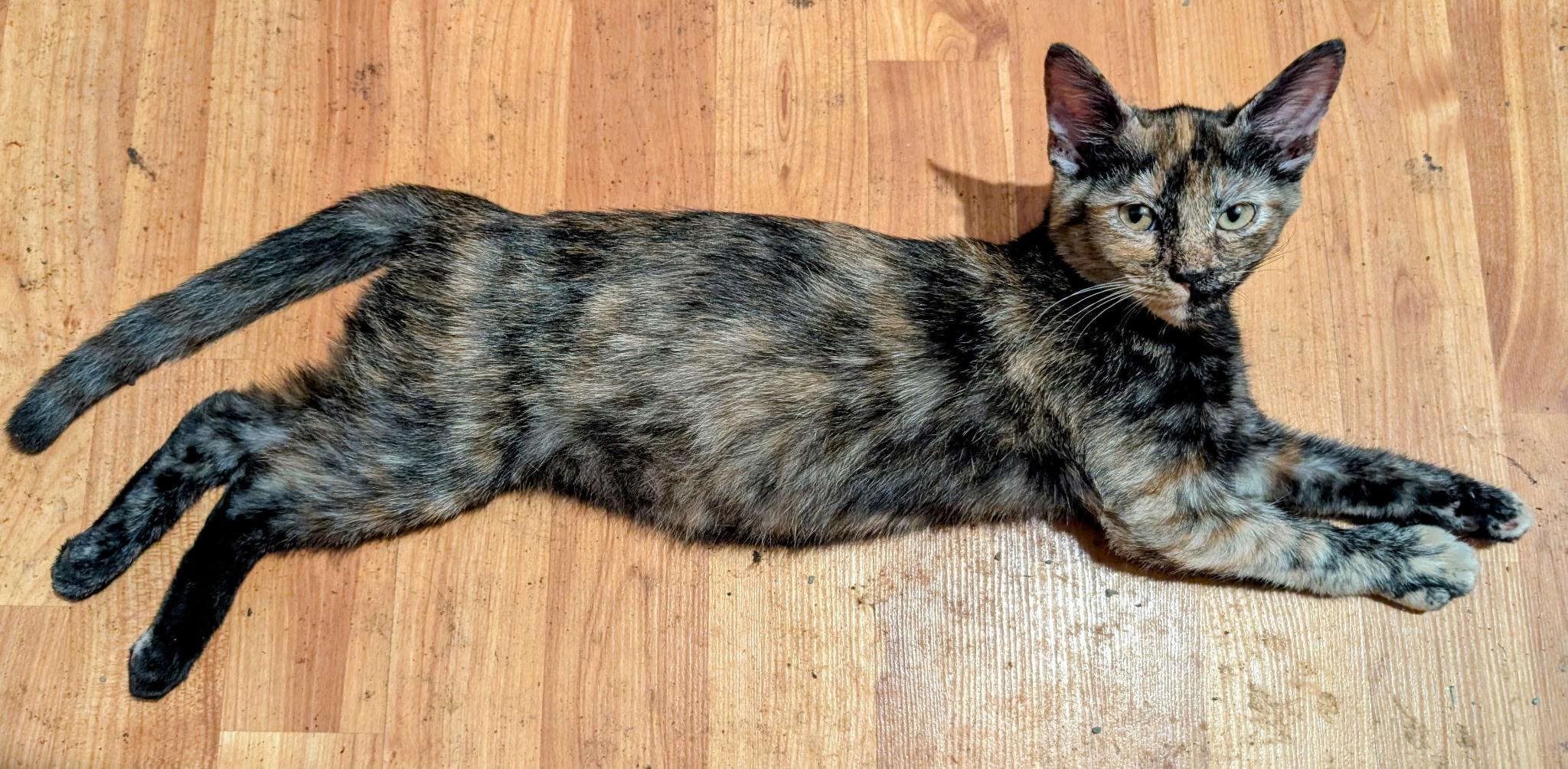 Sweetie, adopted, Kitten Female American Shorthair.