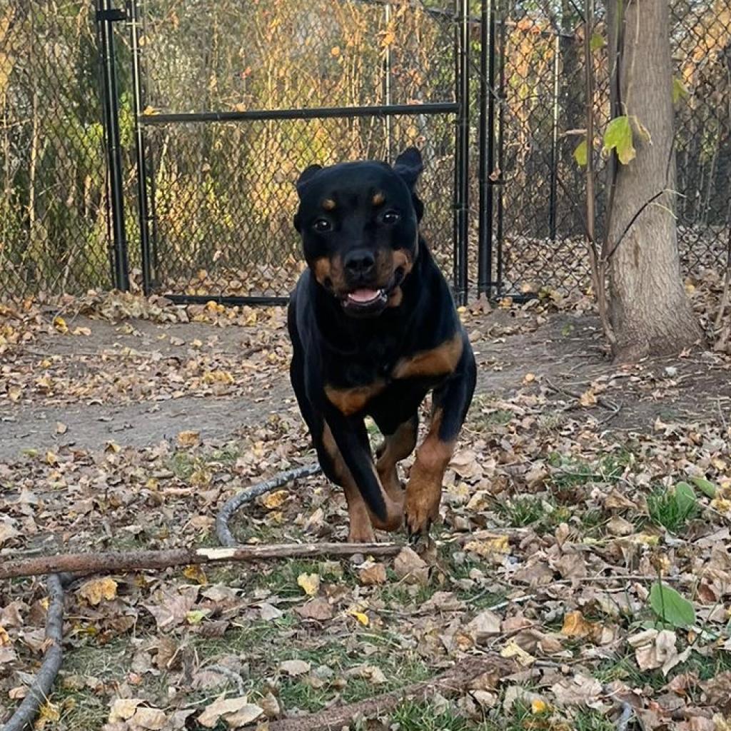 Chai, Adoptable, Adult Female Rottweiler.