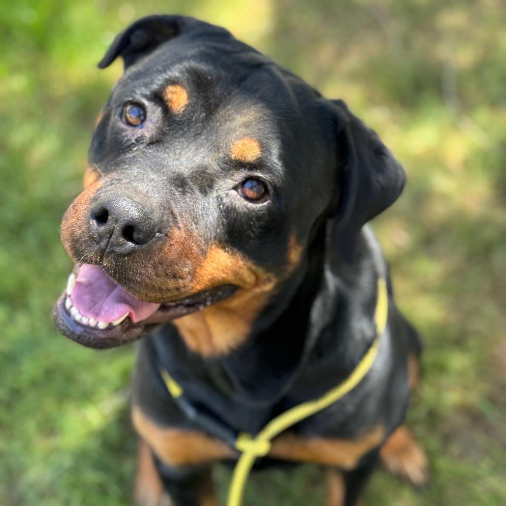 Enlarge Chai, a Adoptable Rottweiler in Blaine, MN image 2/5