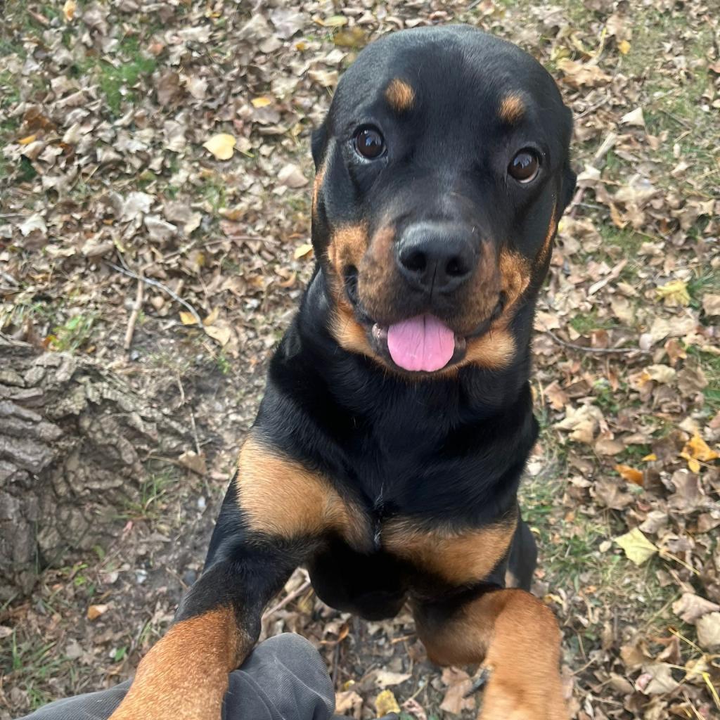 Enlarge Chai, a Adoptable Rottweiler in Blaine, MN image 3/5