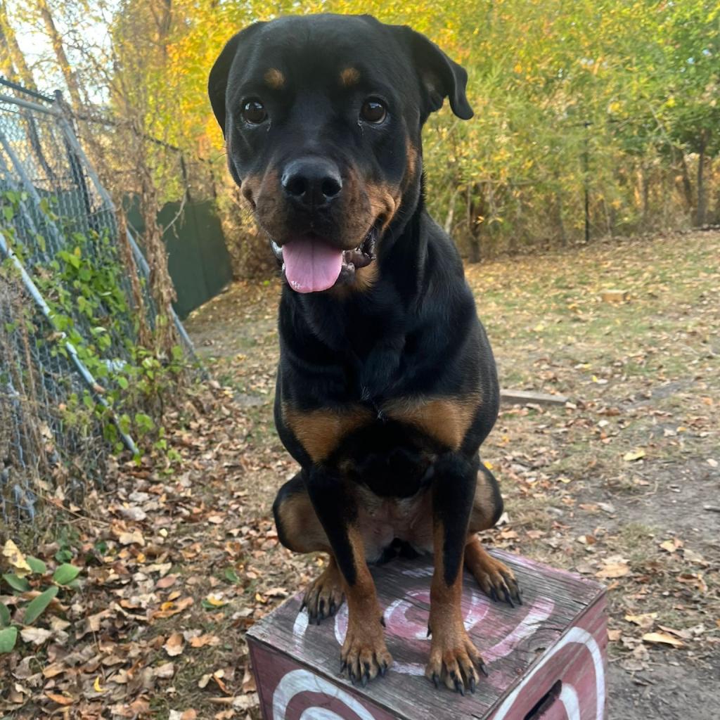 Enlarge Chai, a Adoptable Rottweiler in Blaine, MN image 4/5