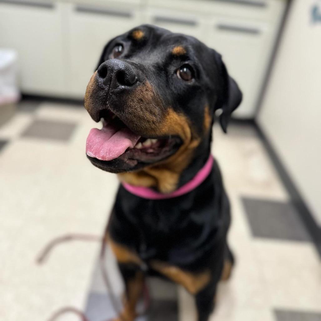 Enlarge Chai, a Adoptable Rottweiler in Blaine, MN image 5/5