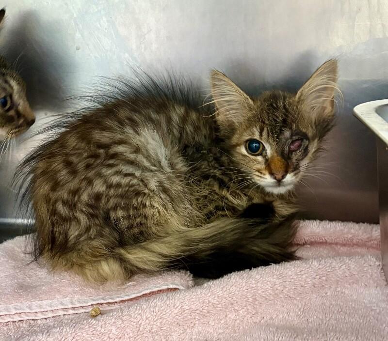 Willy Kitty, Adoptable, Young Male Domestic Medium Hair.