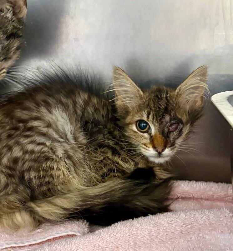 Willy Kitty, a Adoptable Domestic Medium Hair in Providence Forge, VA image 2/3