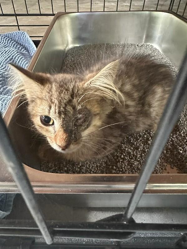 Willy Kitty, a Adoptable Domestic Medium Hair in Providence Forge, VA image 3/3