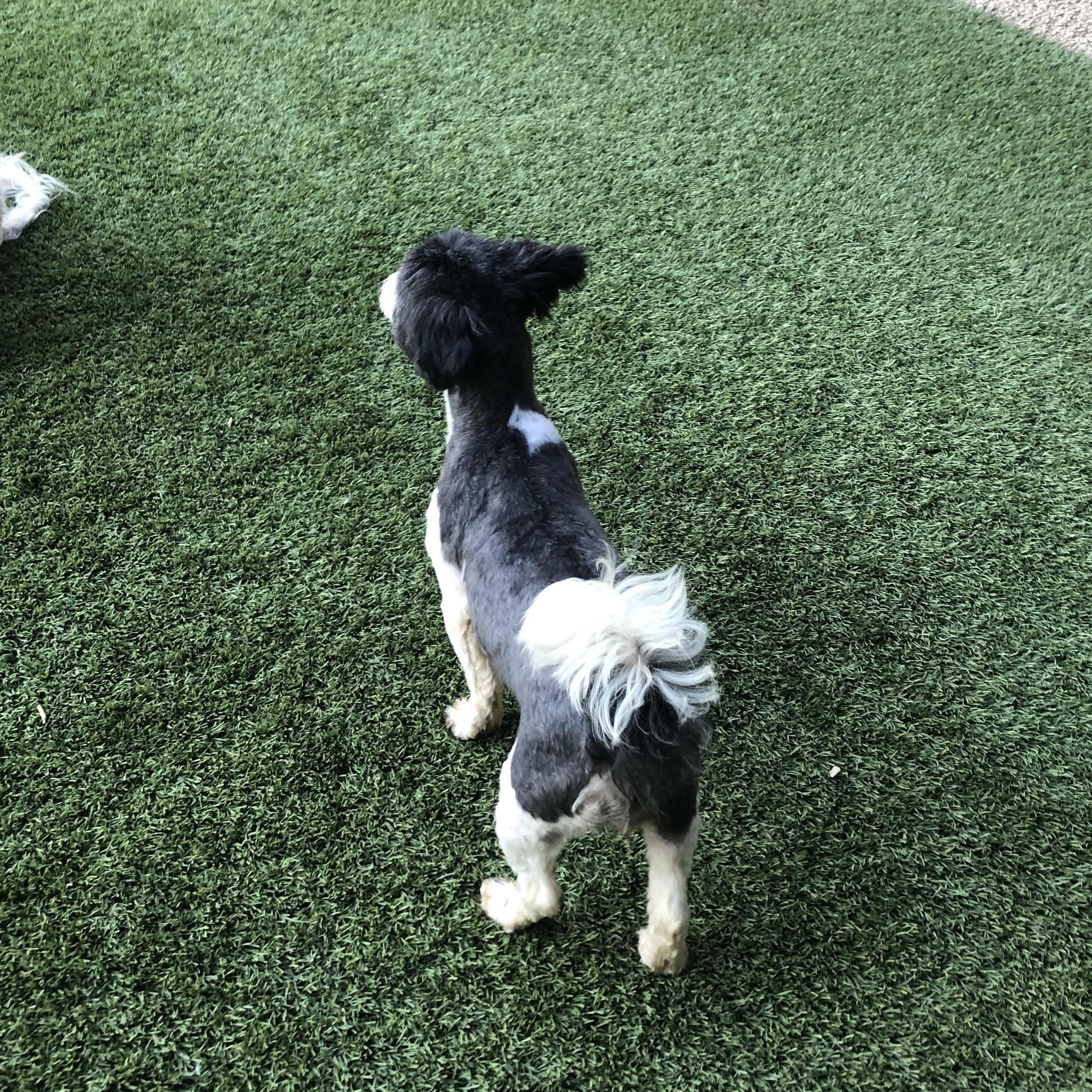 Rizzo, an adopted mixed breed in Fresno, CA image 3/4