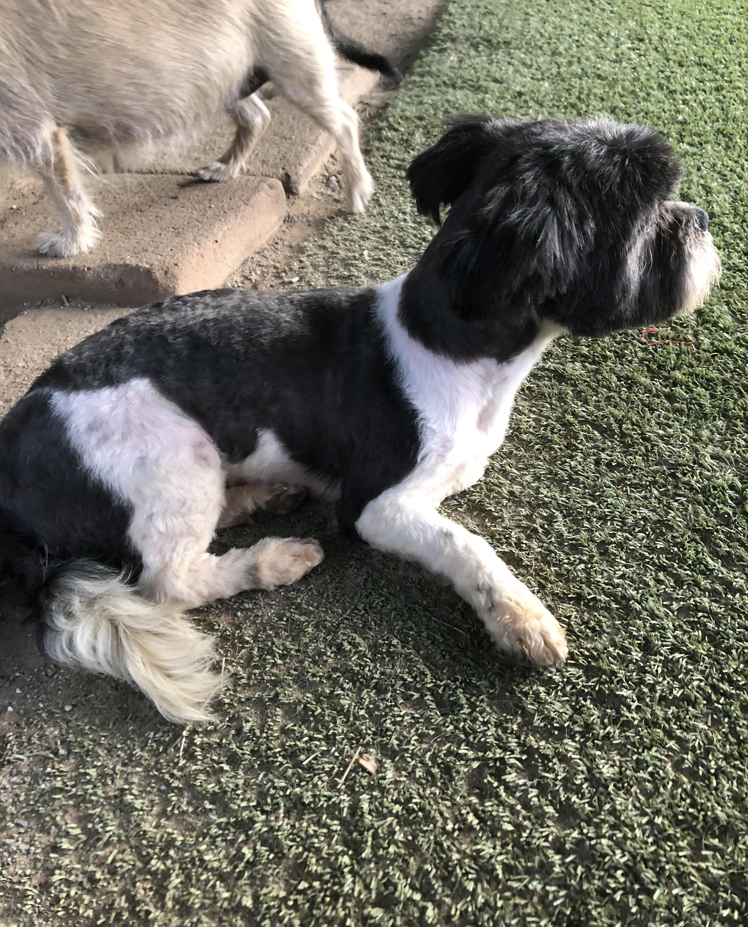 Rizzo, an adopted mixed breed in Fresno, CA image 2/4