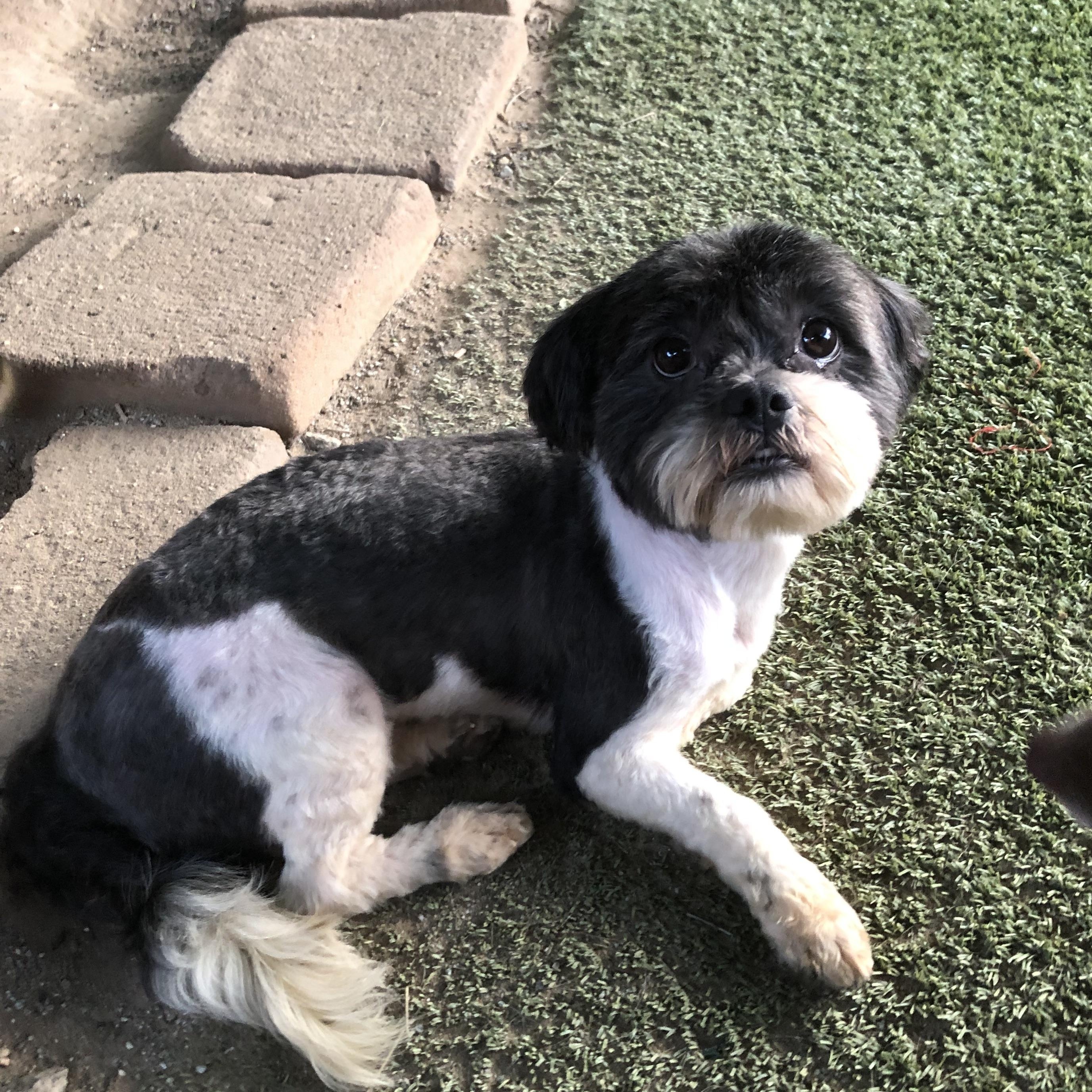 Rizzo, adopted, Adult Female Shih Tzu.