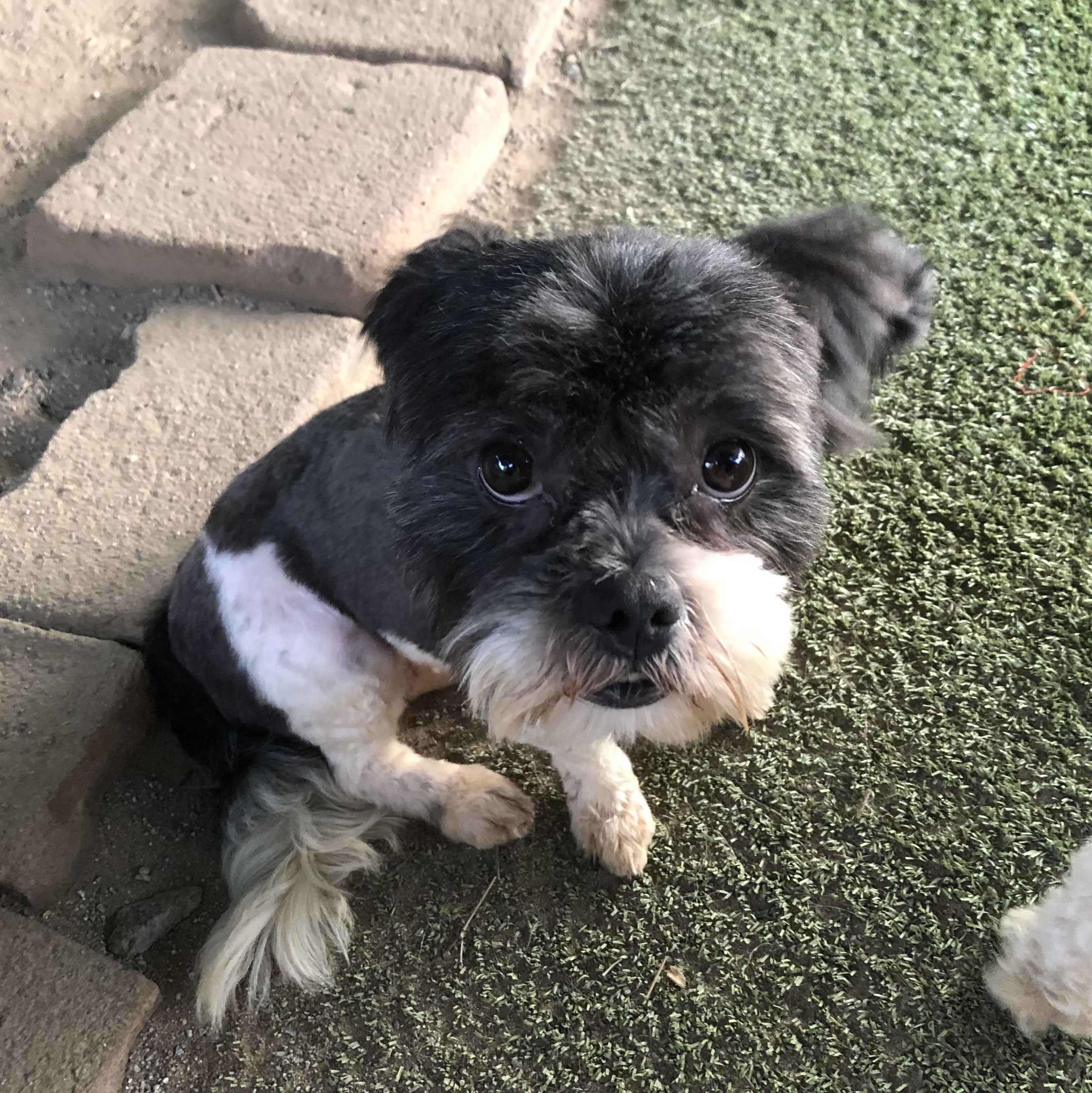 Rizzo, an adopted mixed breed in Fresno, CA image 4/4