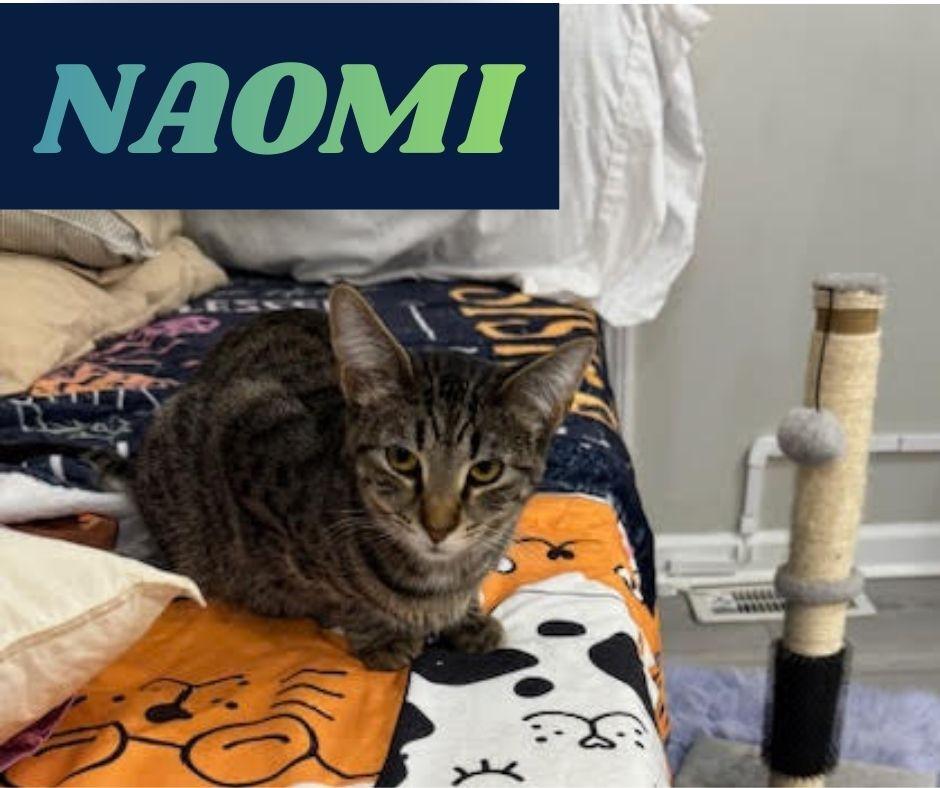 Naomi , a ADOPTABLE Domestic Short Hair in Roachdale, IN image 3/3