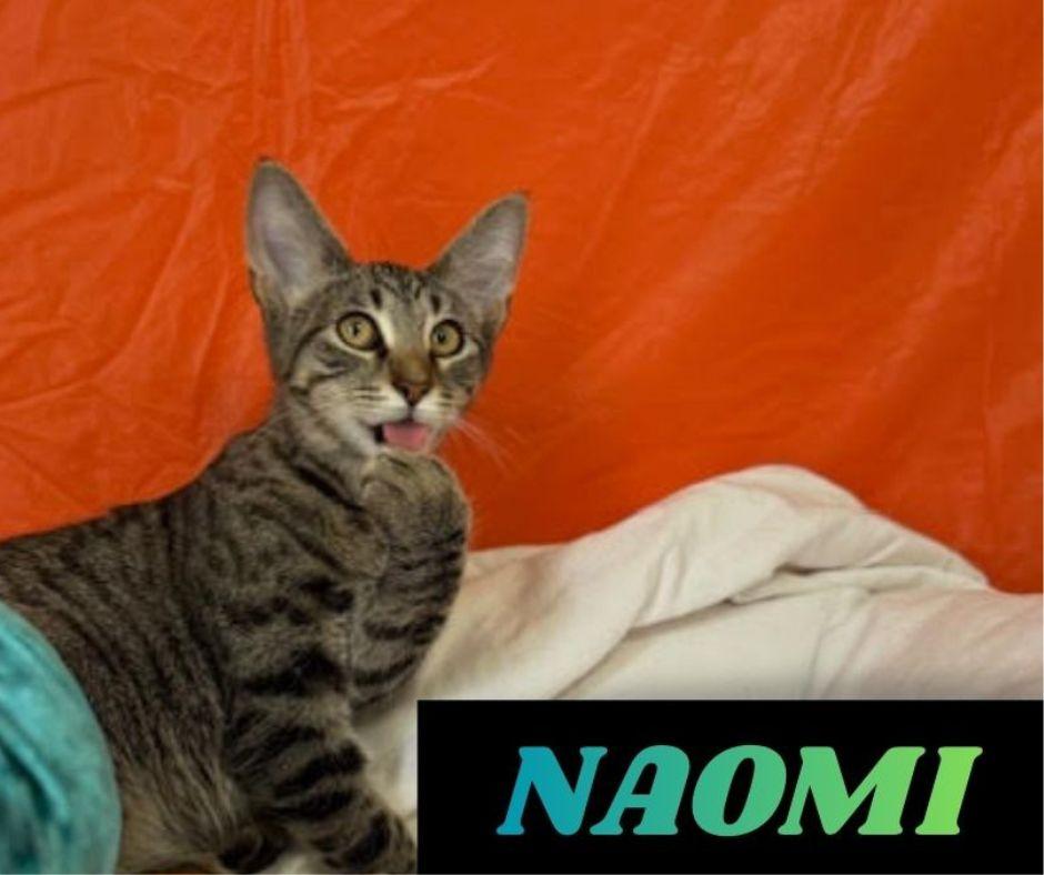 Naomi , ADOPTABLE, Kitten Female Domestic Short Hair.