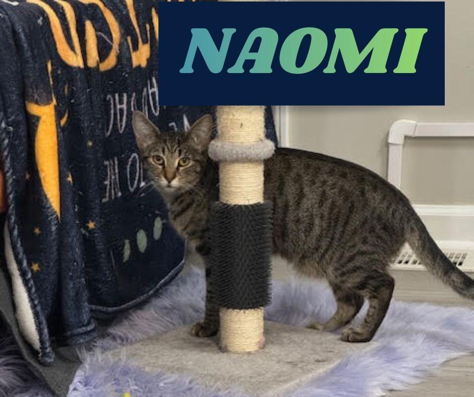 Naomi , a ADOPTABLE Domestic Short Hair in Roachdale, IN image 2/3