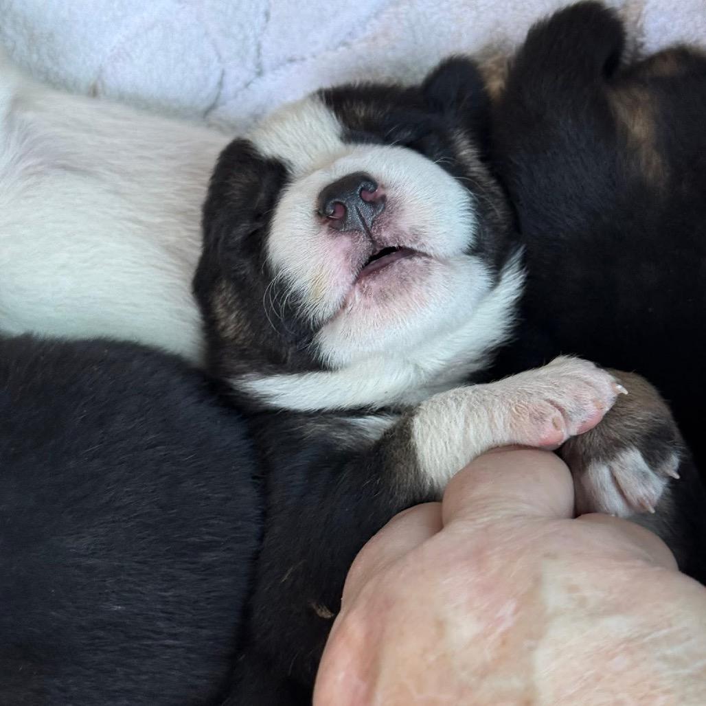 Snuffleupagus, Adoptable, Puppy Male Australian Shepherd.