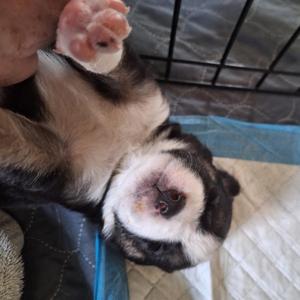 Enlarge Snuffleupagus, a Adoptable Australian Shepherd in Allen, TX image 3/6