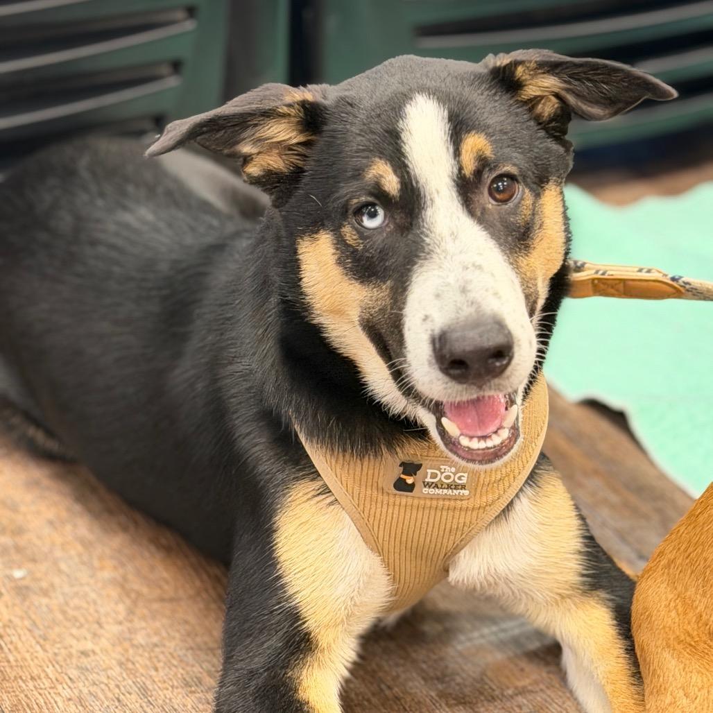 Enlarge Snuffleupagus, a Adoptable Australian Shepherd in Allen, TX image 4/6
