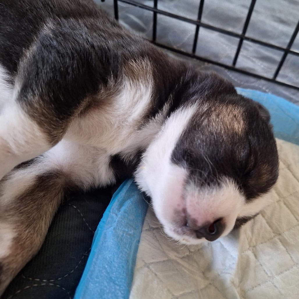 Enlarge Snuffleupagus, a Adoptable Australian Shepherd in Allen, TX image 6/6