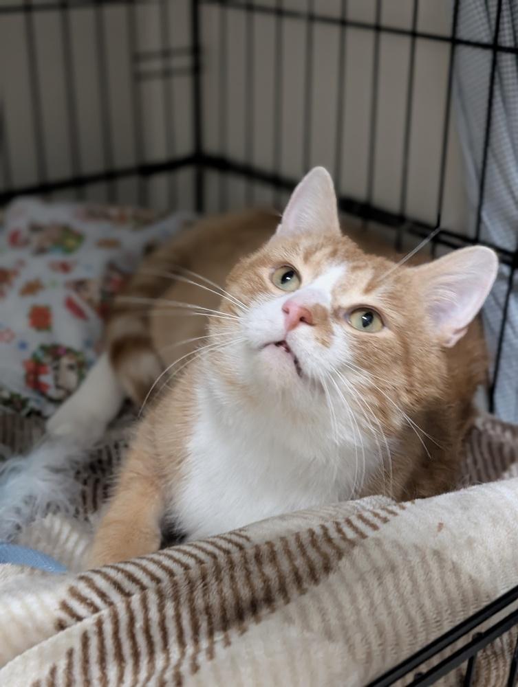 Havarti, Adoptable, Adult Male Domestic Short Hair.