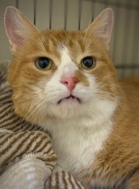 Enlarge Havarti, a Adoptable Domestic Short Hair in Duxbury, MA image 3/6