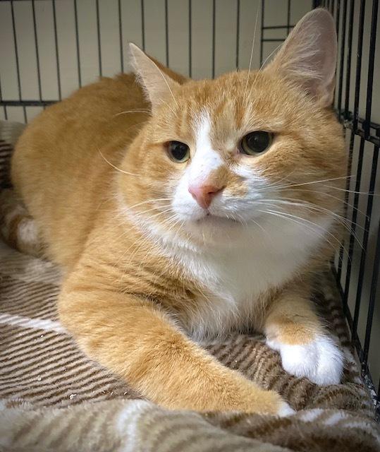 Enlarge Havarti, a Adoptable Domestic Short Hair in Duxbury, MA image 4/6